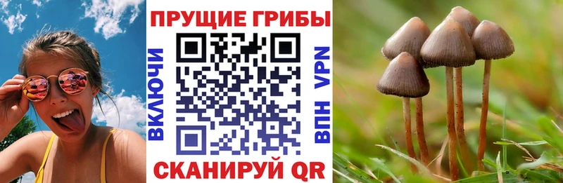хочу   Лысково  Галлюциногенные грибы Magic Shrooms 